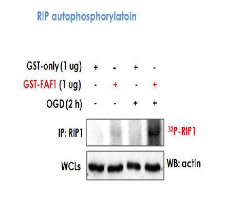FAF1은 RIP의 자가인산화를 유도함.