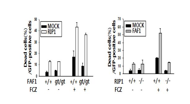 RIP1은 FAF1-매개 하류신호전달자임