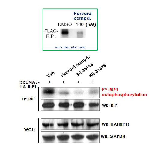 FAF1 억제화합물은 RIP의 자가인산화를 억제함.