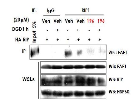 FAF1 억제화합물은 RIP-FAF1 결합을 억제함.