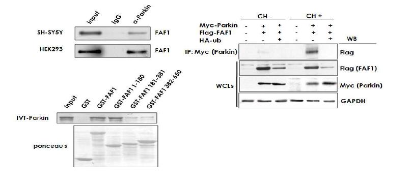 FAF1은 Parkin과 결합함