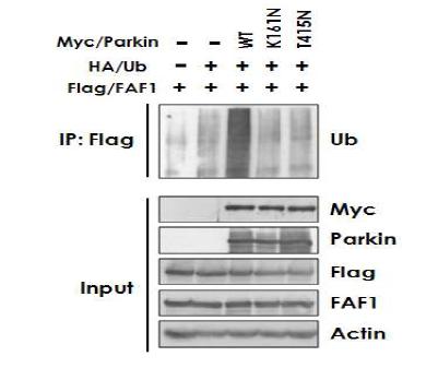 Parkin은 FAF1을 ubiquitination 시킴.