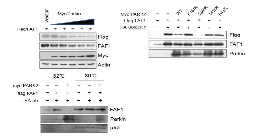 FAF1은 Parkin에 의해 degraded 됨.