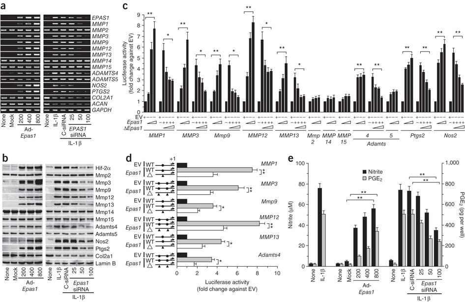 Hif-2α regulates expression of MMP1, MMP3, MMP9, MMP12, MMP13, ADAMTS4, PTGS2 and NOS2 in chondrocytes as direct target genes.