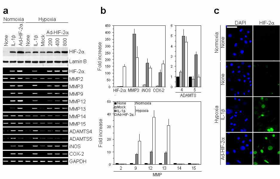 Hif-2α regulates target gene expression in both normoxic and hypoxic chondrocytes.