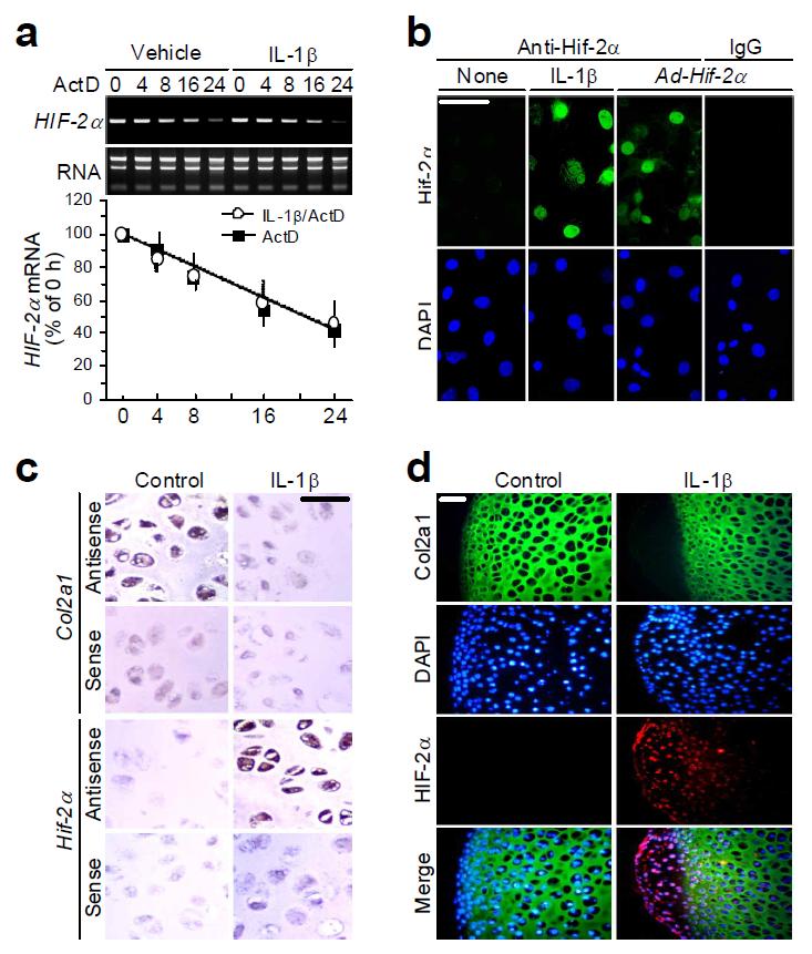 Expression of HIF-2α in primary cultures of chondrocytes and cartilage explants.