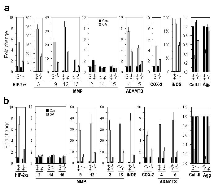 Knockdown of Hif-2α inhibits OA cartilage destruction and expression of catabolic factors.