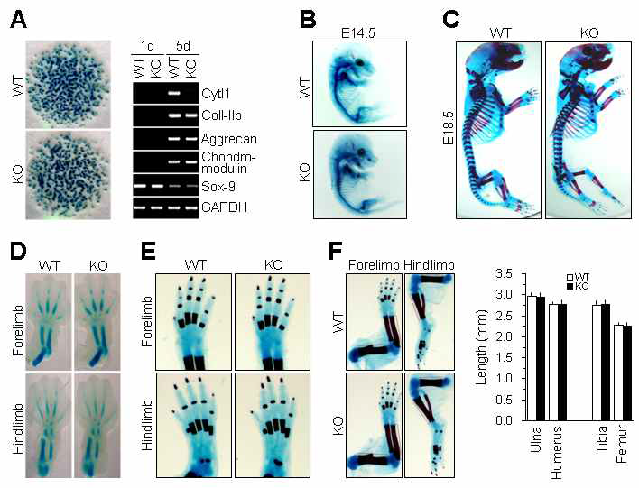 Normal development of cartilage and bone in CYTL1 KO mice.