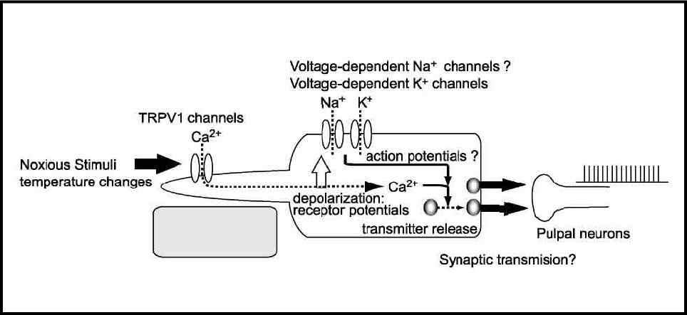 치통전달과정에서 transient receptor potential 이온통로의 역할