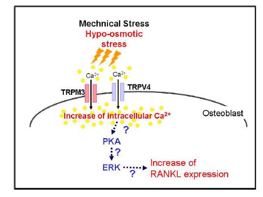 조골세포에서 transientreceptor potential 이온통로를 통한 기계적 자극 유도성 칼슘신호와 이에 따른 RANKL 분비의 변동.