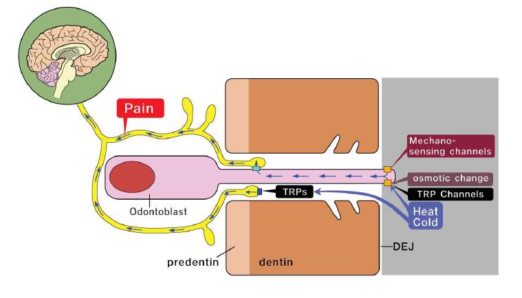 아질모세포에서 온도와 기계적 자극에 의해 통증이 전달된다는 본 연구진의 가설.