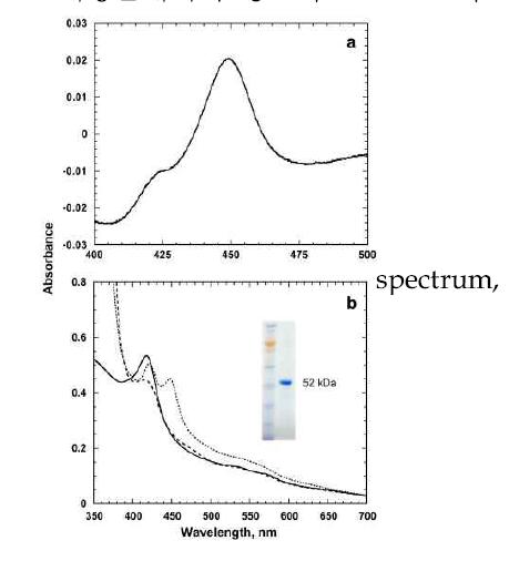 C. albicans의 정제 CYP52 spectrum (A) Fe2+⦁CO versus Fe2+ difference (B) Absolute spectra