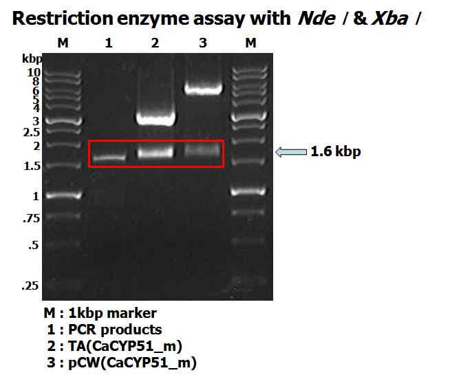 PCR amplification of CYP51 gene from C. albicans genomic DNA