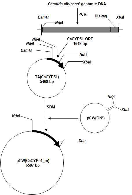 CYP51유전자의 발현벡터 pCW(CaCYP51) 구축