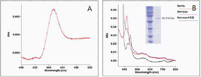A. CO-binding spectrum of purified CaCYP51, B. Absolute spectra of purified CaCYP51, The inset shows an SDS-PAGE gel of the CaCYP51.