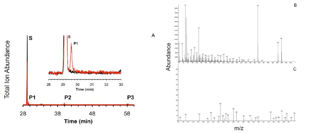순수분리된 CaCYP51에 의한 lanosterol demethylation 반응 GC-MS 분석