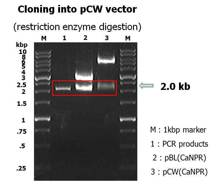 PCR 반응으로 증폭된 C. albicans의 NADPH-P450 reductase 유전자.