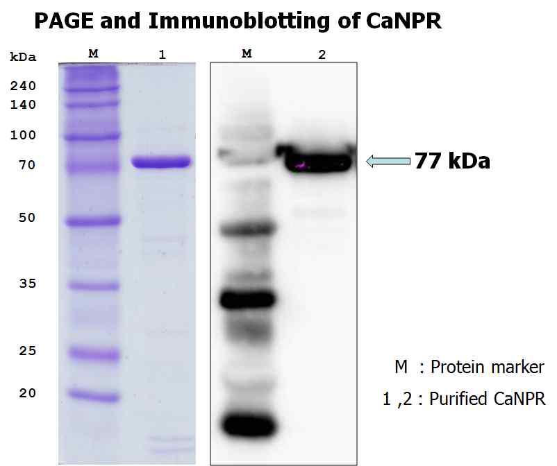 분리정제된 CaNPR 단백질의 SDS-PAGE와 Western blotting 결과
