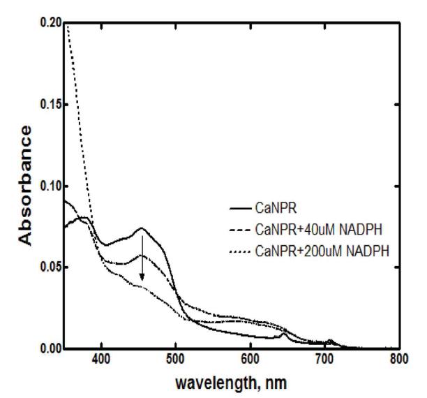 분리정제된 CaNPR 단백질의 흡광도 분석 결과