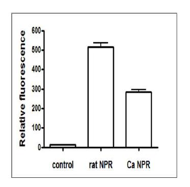 CaNPR의 (A) cytochrome c assay와 (B) NBT assay