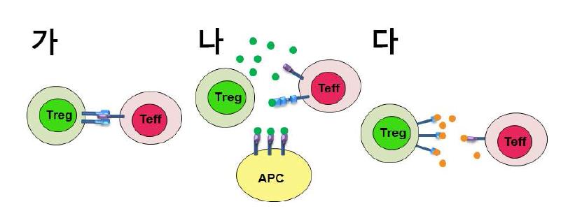 Treg 세포의 다양한 면역억제전략