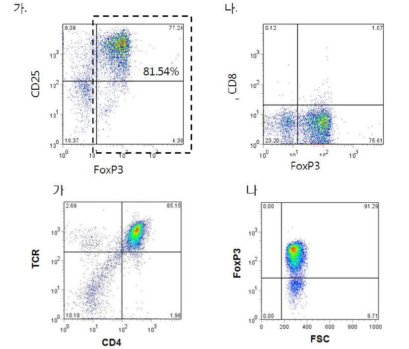 Treg purity 측정 (가) FoxP3를 발현한 Treg의 비율 (나) CD8+T cell의 비율
