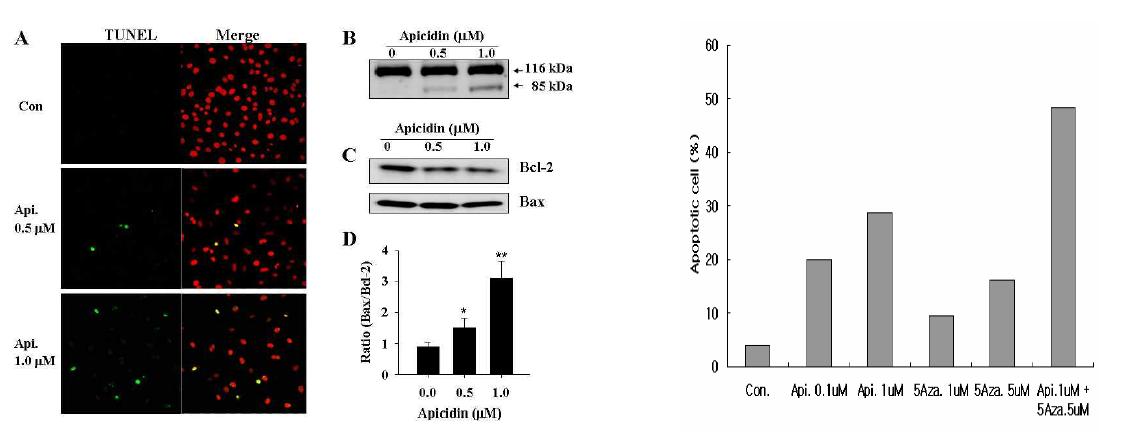 HDAC inhibitor의 처리에 의한 apoptosis에 미치는 영향