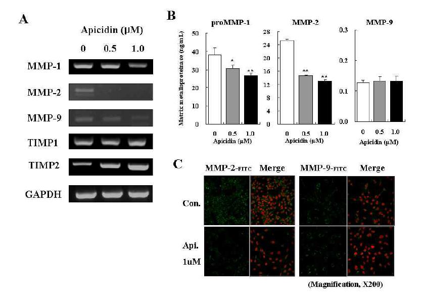 HDAC inhibitor의 처리에 의한 MMP 및 TIMP의 발현 변화에 미치는 영향