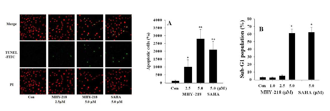 자궁내막증 세포에 HDAC inhibitor 처리에 의한 apoptosis에 미치는 영향