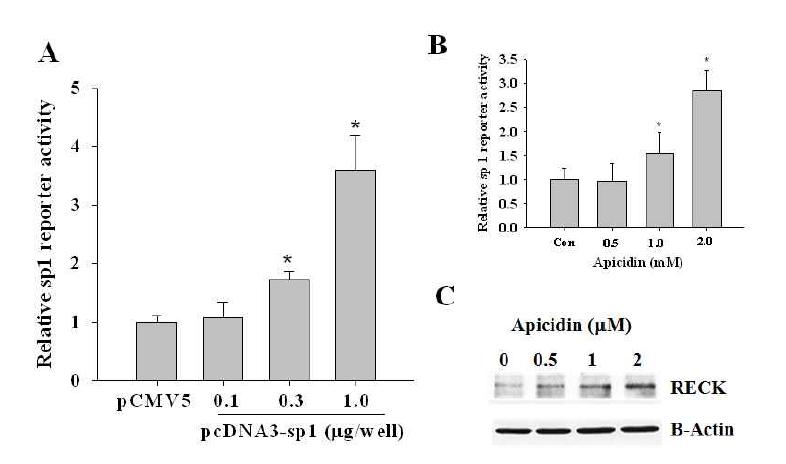 자궁내막증 세포에 HDAC inhibitor 처리에 의한 RECK expressiion에 미치는 영향