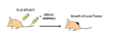 In vivo tumor model