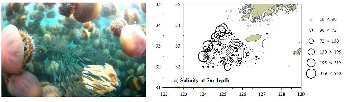 대량으로 발생한 해파리(왼쪽)와 양자강 저염수의 분포와 일치하는 해파리 분포(오른쪽)