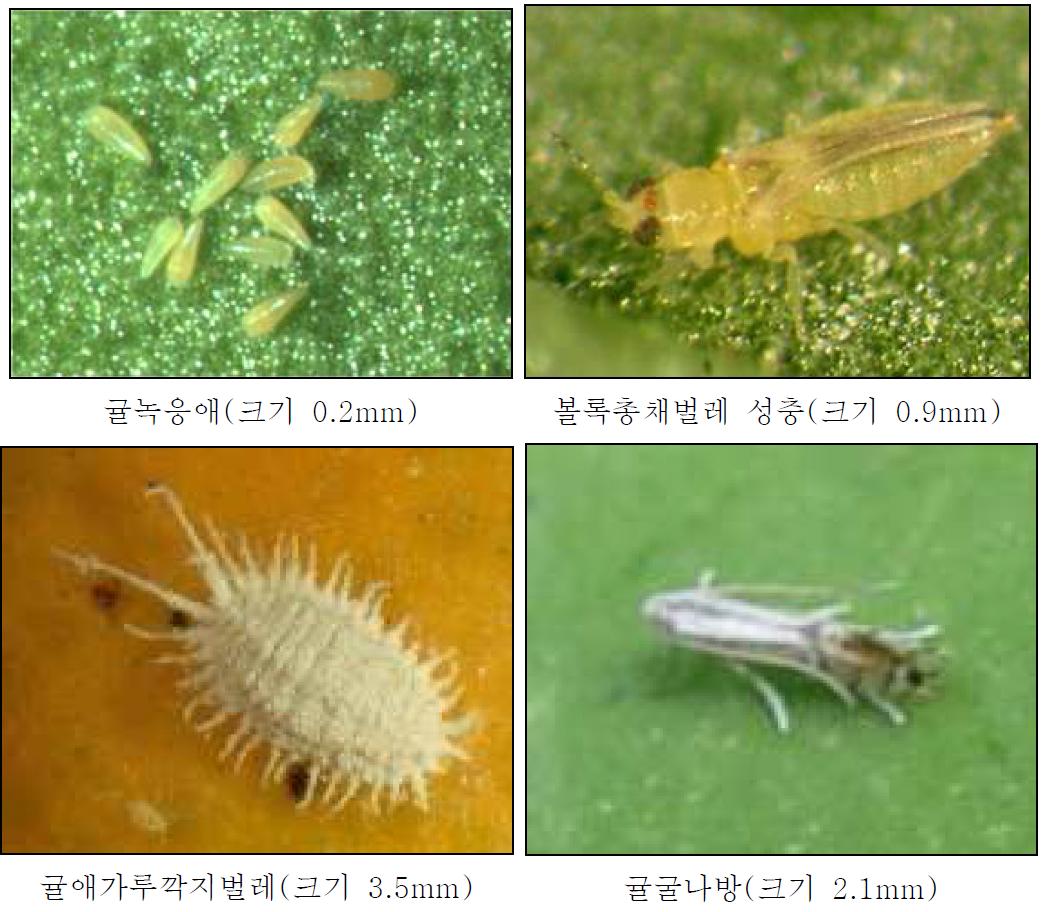 지구온난화에 따라 제주도에서 지속적 증가가 예상되는 병해충 종류