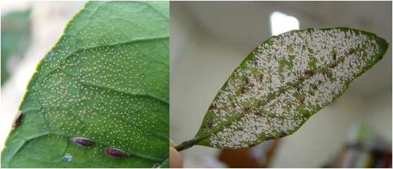 화살깍지벌레의 수컷 정착모습(좌측) : 일정한 간격을 유지하면서 어미 주위에 정착, 피해잎(우측) : 흰 비늘같이 보이는 것이 정착하여 자란 수컷임, 화살촉 모양의 벌레가 암컷 성충임
