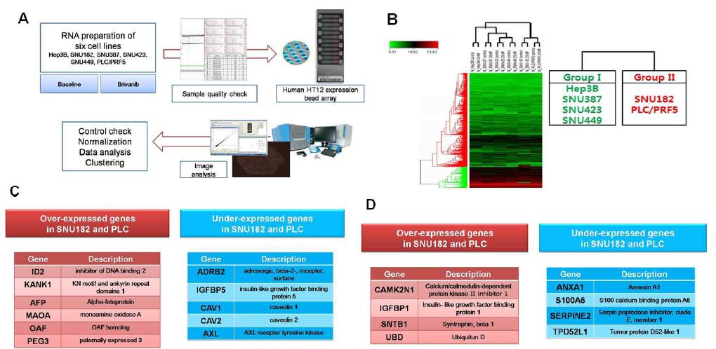 (A) Gene expression analysis process and (B) the subclassified hepatocellular carcinoma cell lines according to baseline gene expression (C) and (D) were candidated gene lists related to cell response by BMS-582664 treatment.