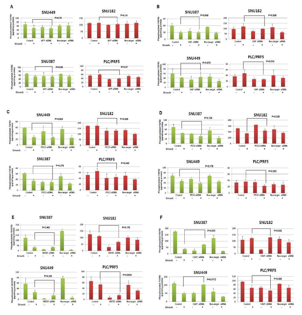 Gene silencing effect on VEGFR2 and FGFR2 phosphorylation after BMS-582664(brivanib) treatment.