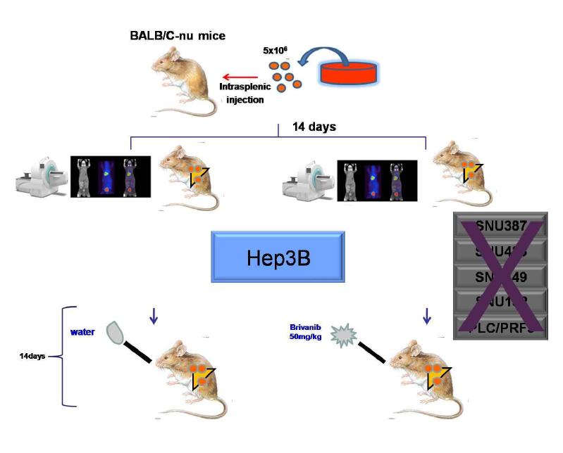 The process of hepatocellular carcinoma xenograft model.