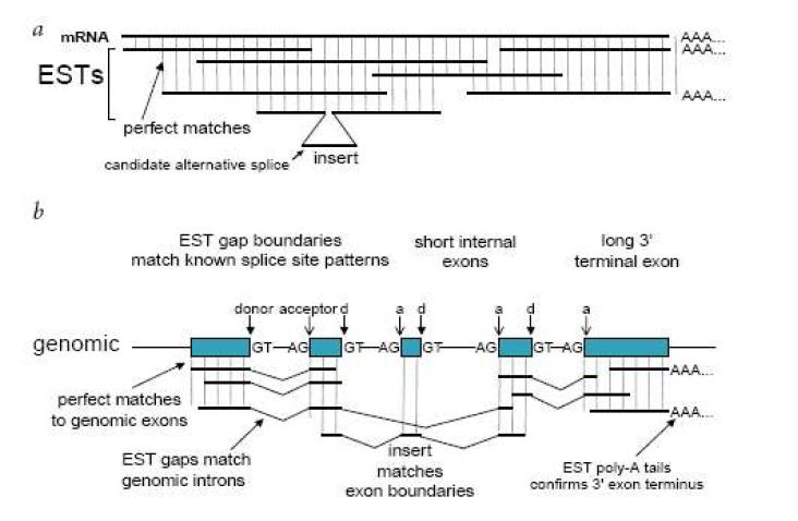 Computational identification of alternative splicing