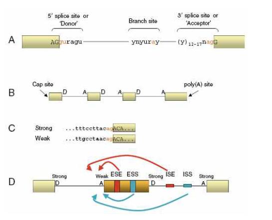 Splicing을 조절하는 cis-acting sequences.