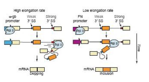 PolII promoter의 elongation rate에 의한 alternative splicing.