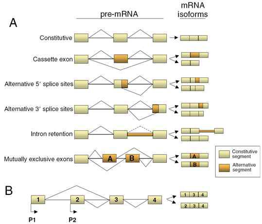 A. 다양한 모드의 alternative splicing결과. B. 첫 번째 exon의 사용이 달라지는 경우.
