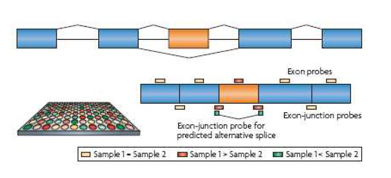 Microarray 기반의 alternative splicing detecion 방법.