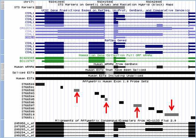 Genome Browser에서 splice variant가 밝혀진 CSHL1 유전자에 대하여 Exon array 와 Gene expression array의 probe가 cover하는 유전자의 영역을 표시하고 있다. Exon array 에서는 존재하나 gene expression array에서는 cover하지 못하는 probe를 화살표로 표시하였 다.