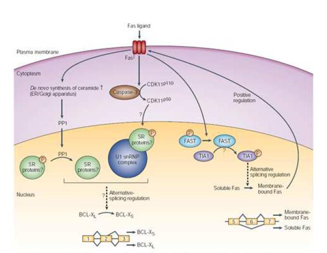 Alternative splicing에 의한 pro-apoptotic form과 anti-apoptotic form 의 선택.