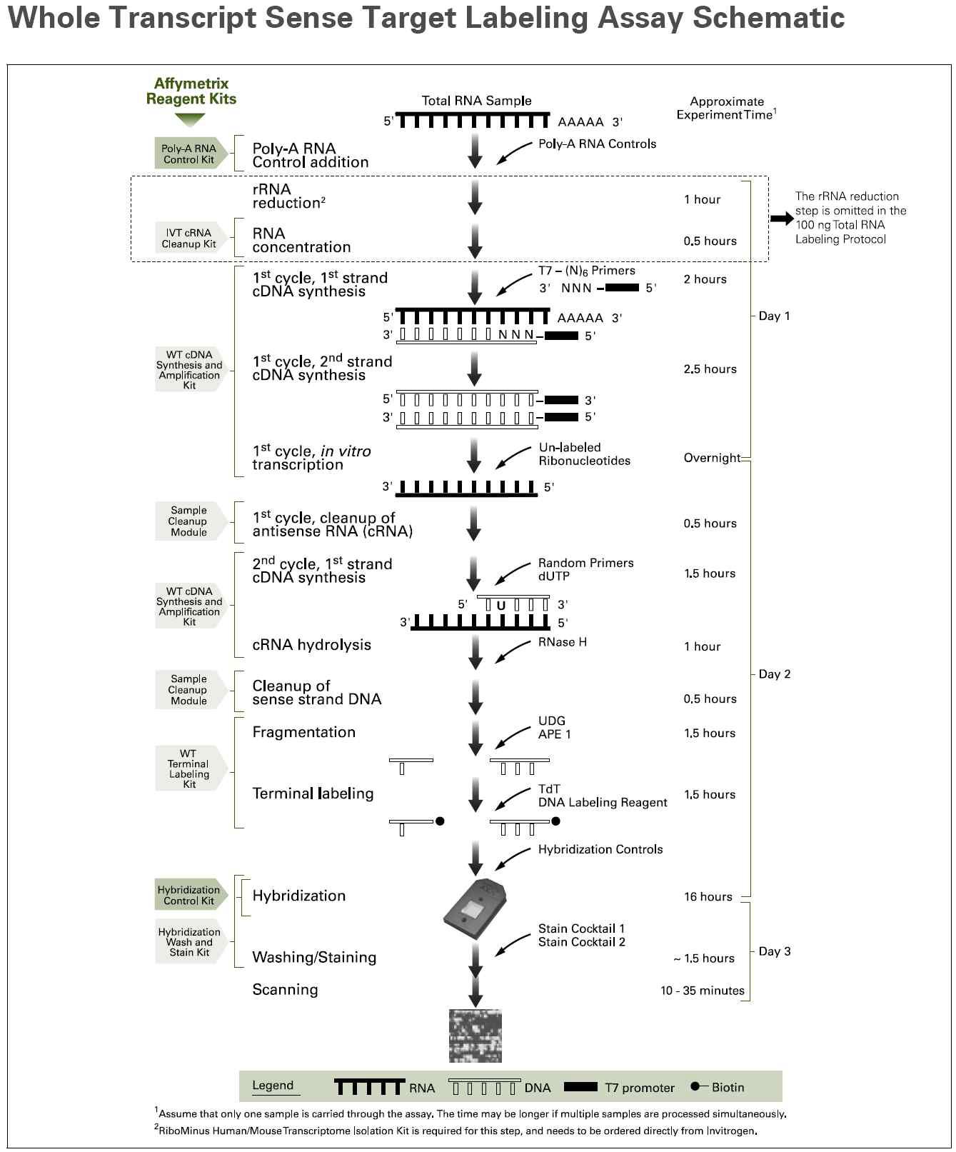 Whole genome exon array를 위한 Whole transcript sense target labeling의 work-flow.