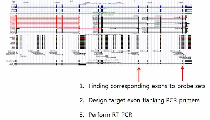 Exon specific primer design 과정