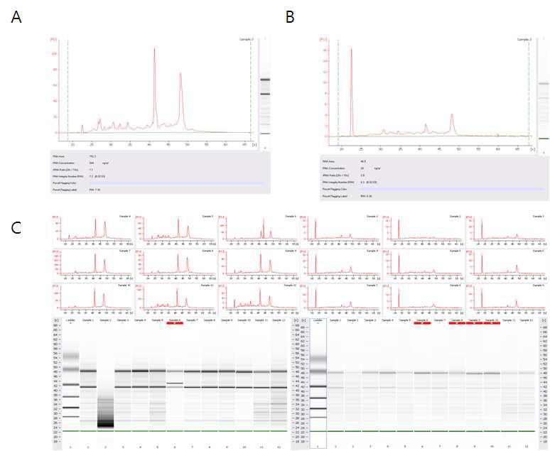 Bioanalyzer RNA6000 chip을 통한 RNA quality 측정.