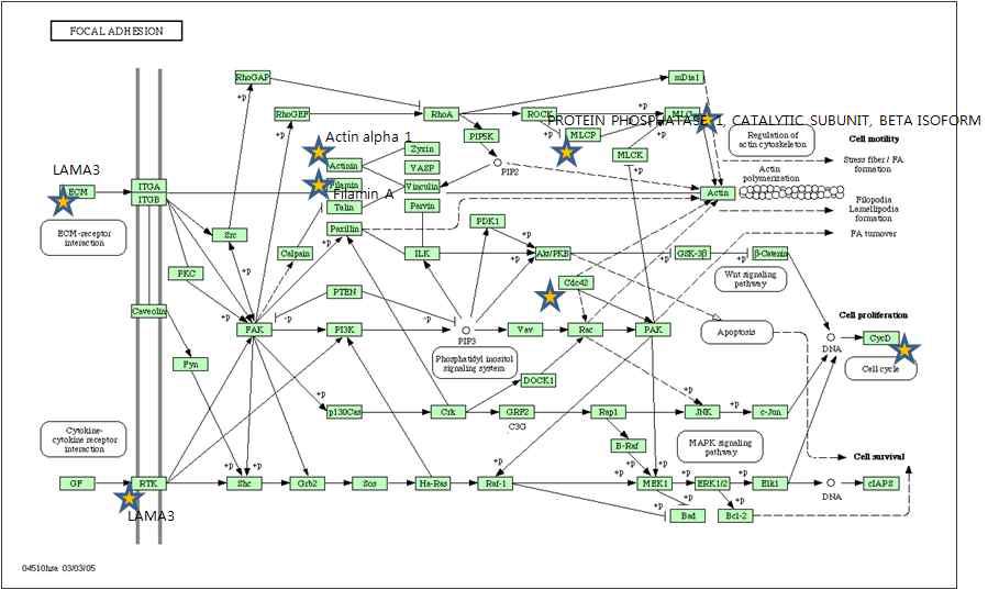 KEGG pathway중 focal adhesion에 해당하는 유전자를 pathway에 mapping한 결과