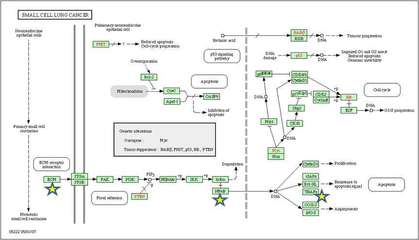 KEGG pathway중 small cell lung cancer에 해당하는 유전자를 pathway에 mapping한