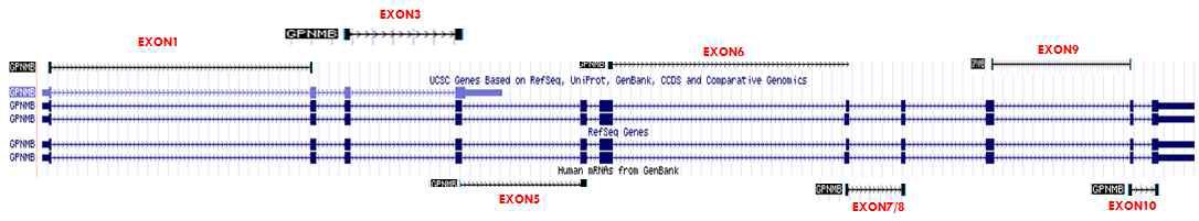 Genome browser에서 mapping된 GPNMB와 splice variant를 detect하기 위해 design한 primer들의 위치.